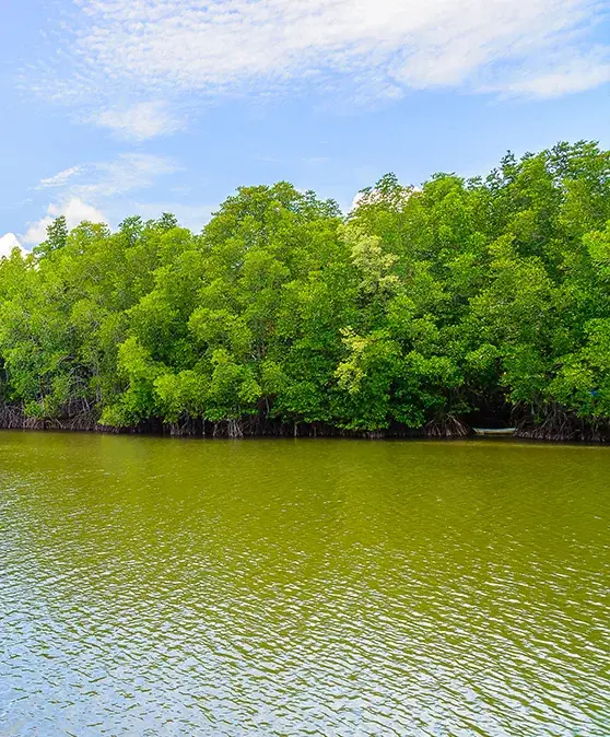 sundarban-tour