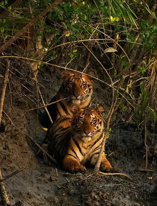 royal-bengal-tiger