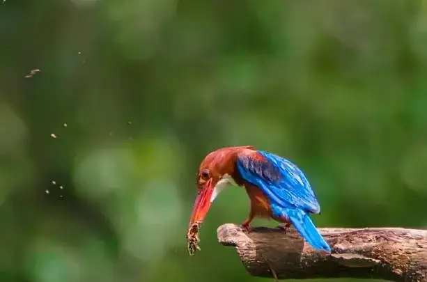 bird-watching
