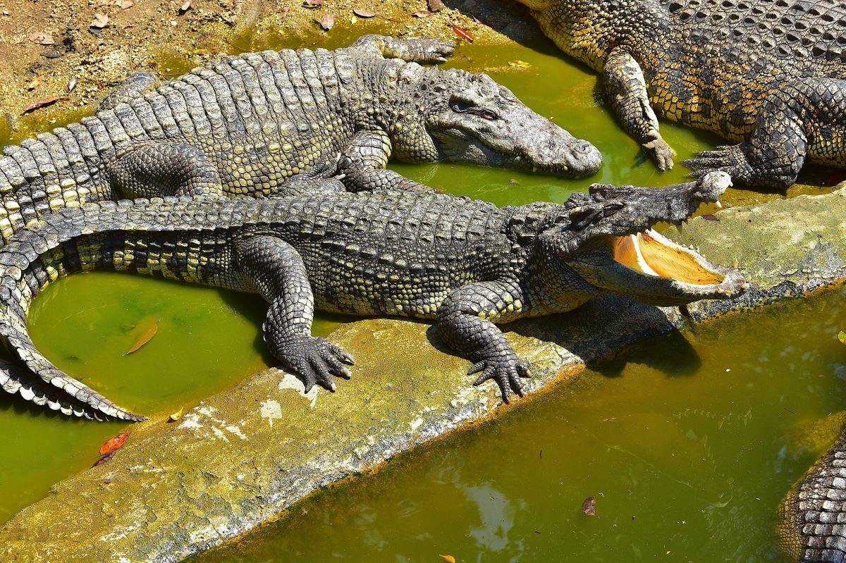 Crocodile swimming in its natural habitat at the Crocodile Project