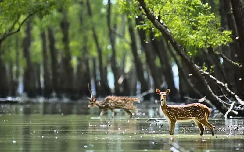 national-park-in-sundarban