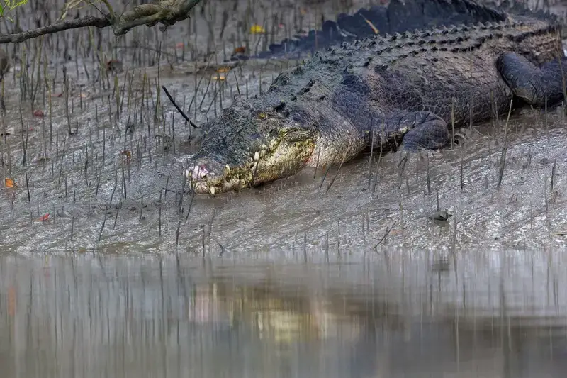 crocodile-project-in-sundarban