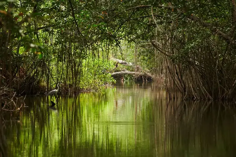 mangrove-forest-in-sundarban