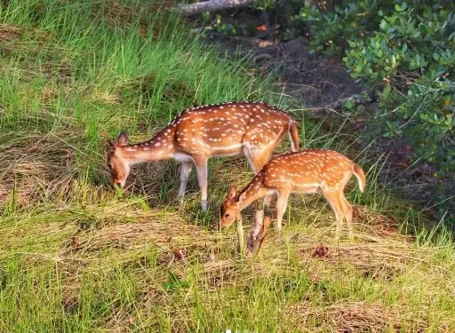 sundarban-deer-forest