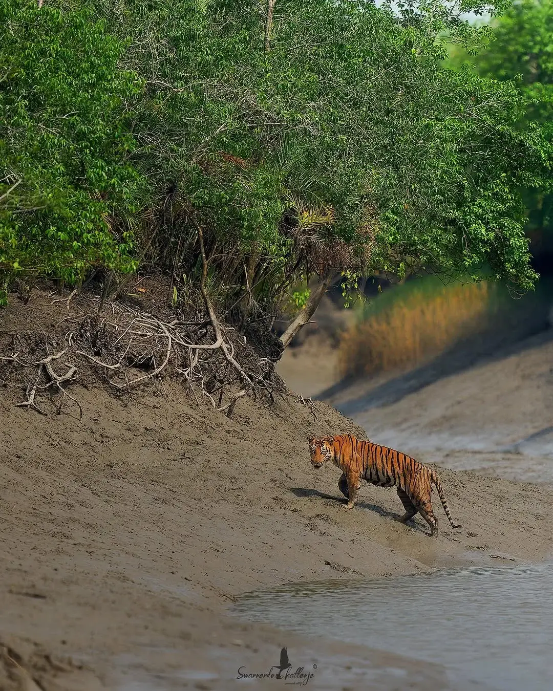 tiger in sundarban
