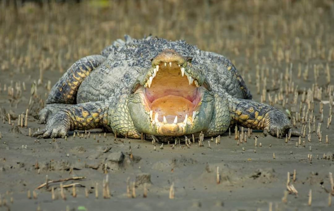 boat-safari-sundarban