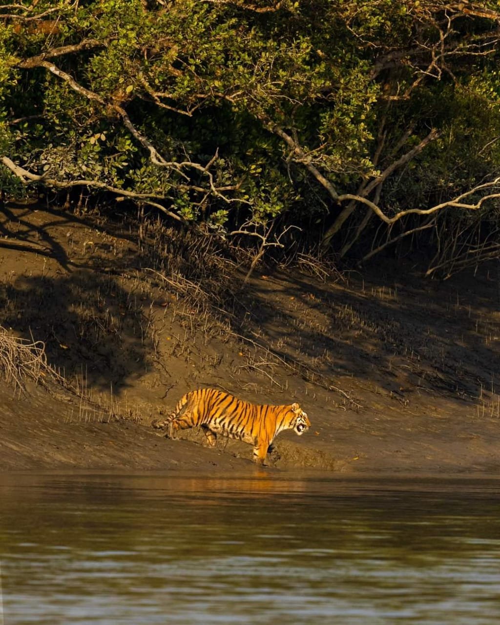 sundarban-houseboat-safari