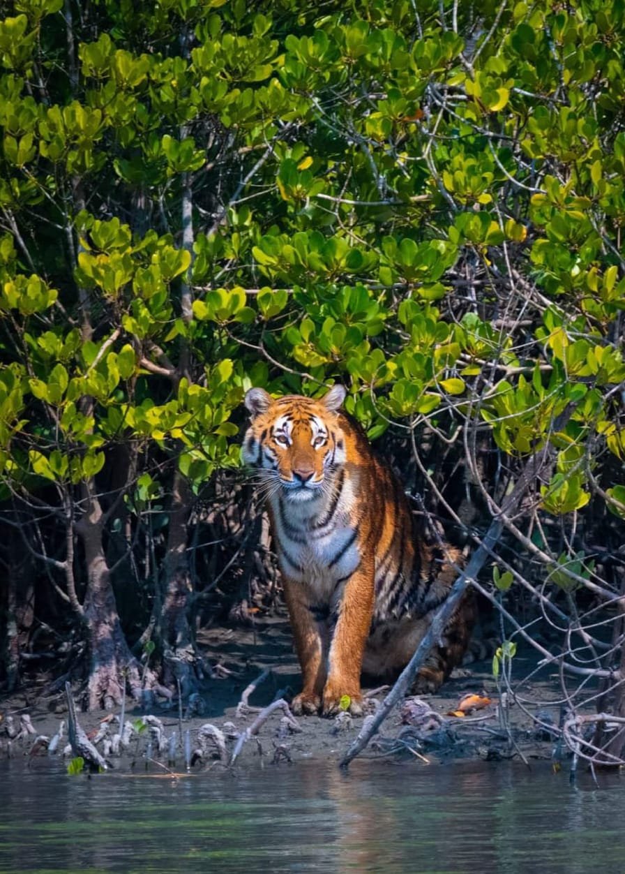 sundarban-houseboat-safari