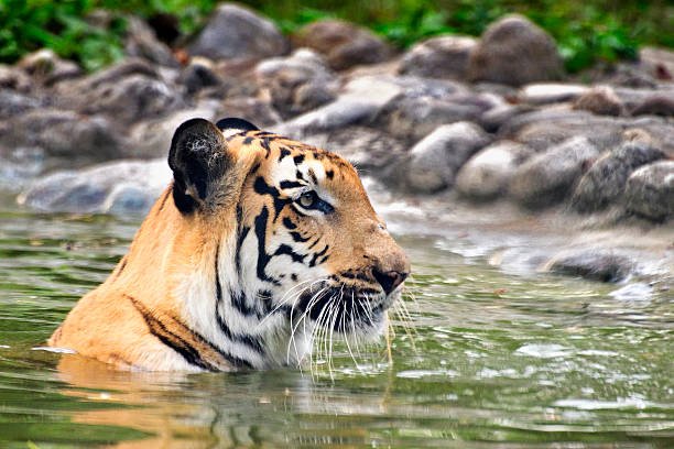 sundarban-houseboat-safari