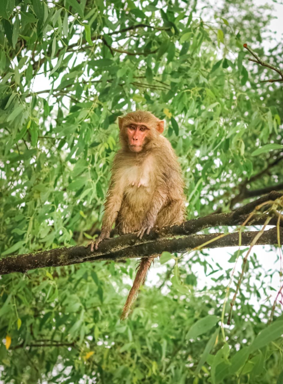 sundarban-houseboat-safari