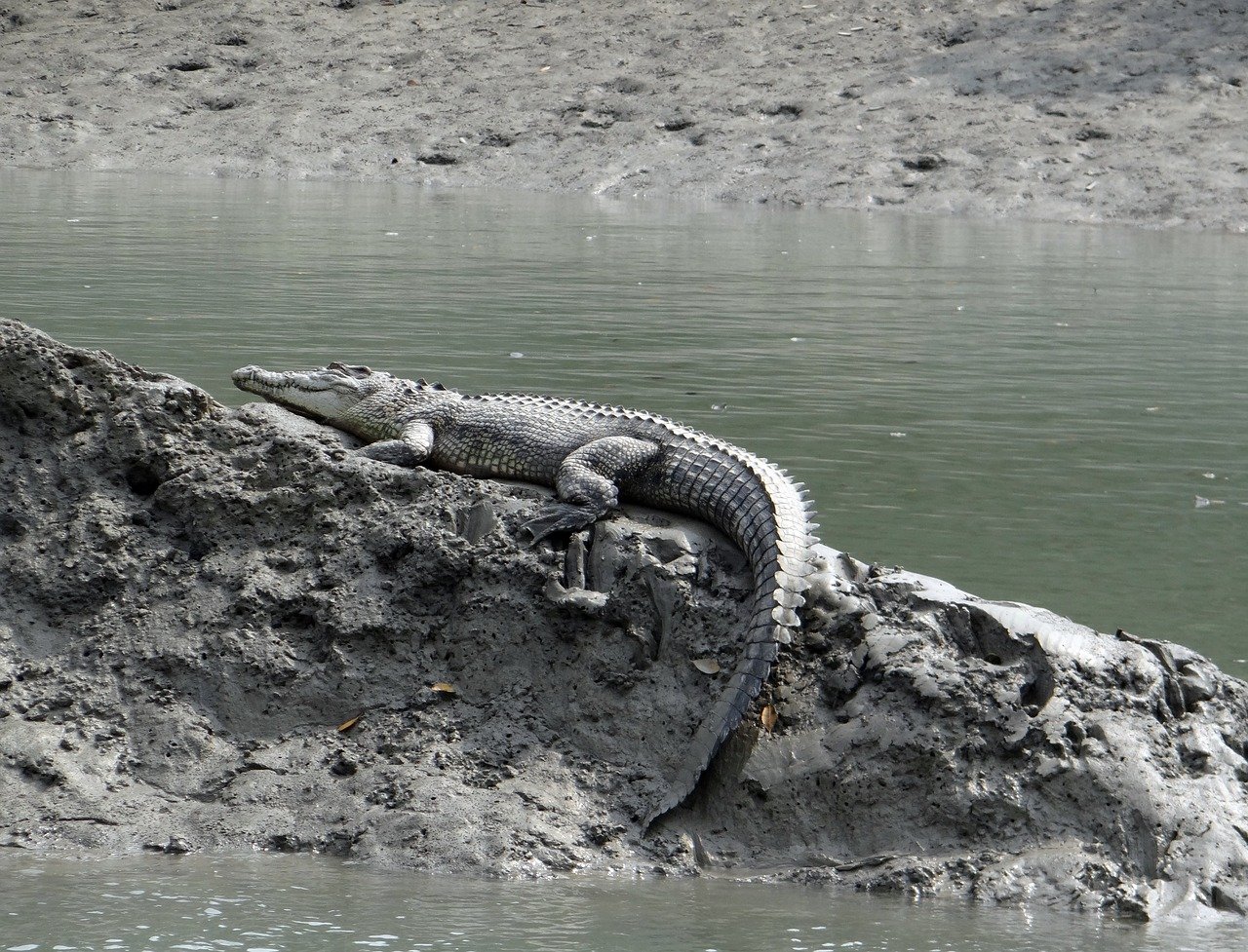 sundarban-houseboat-safari