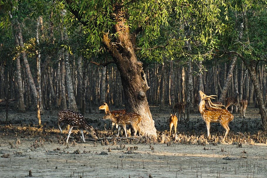 Lush greenery and serene landscapes of a national park in India