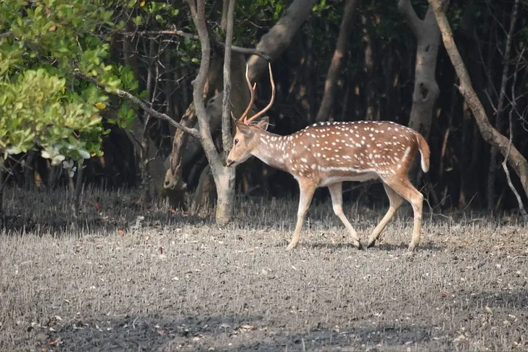 sundarban-tour-1-night-2-days