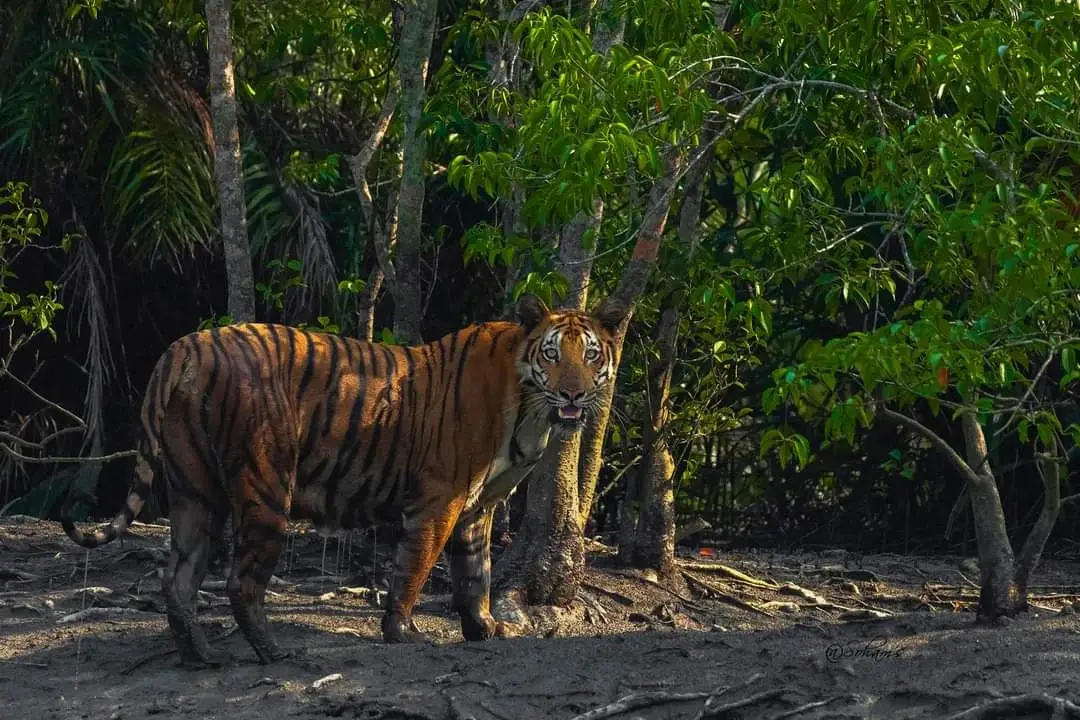 royal-bengal-tiger