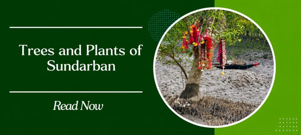 Famous tree of Sundarban