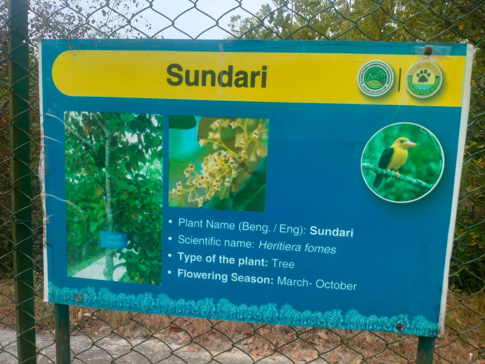 Sundari Tree Timber Famous Trees and Plants of Sundarban - Explore Sundarban: Travel Tips ...