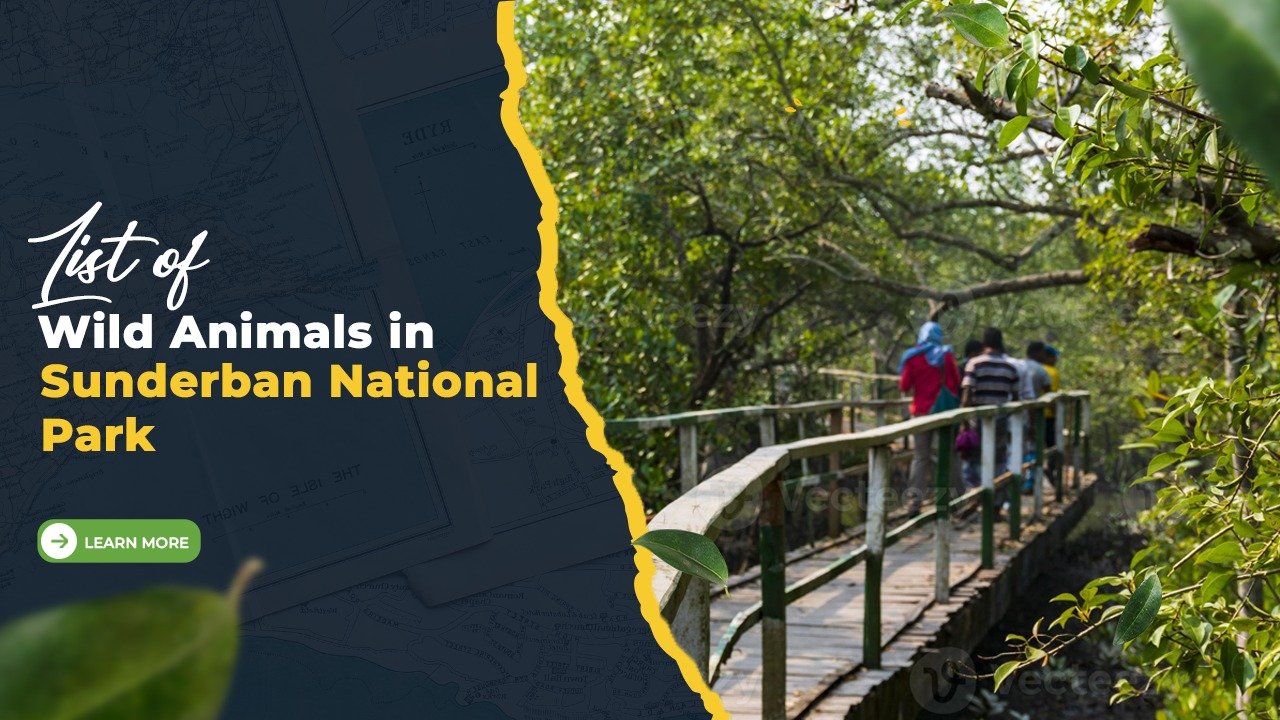 wildlife-animal-sundarban