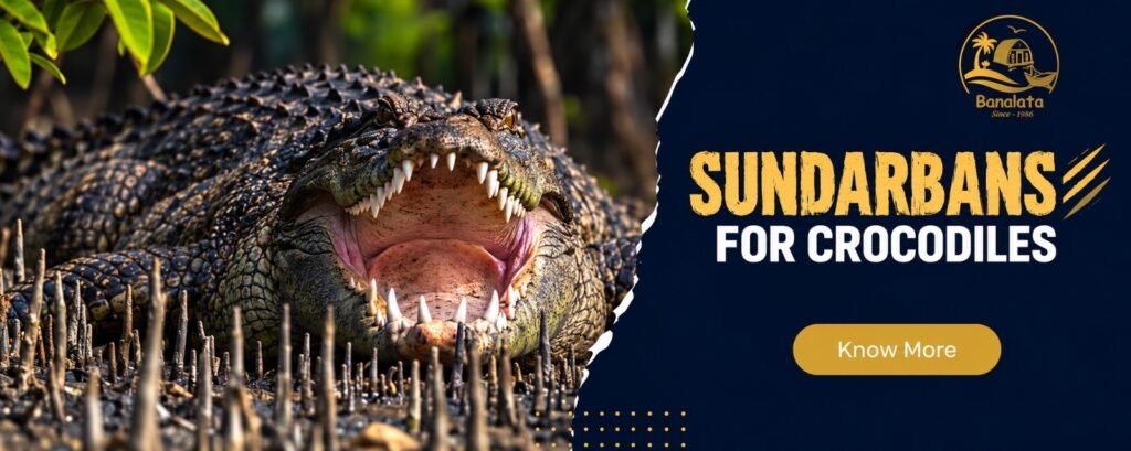 crocodiles-sundarban
