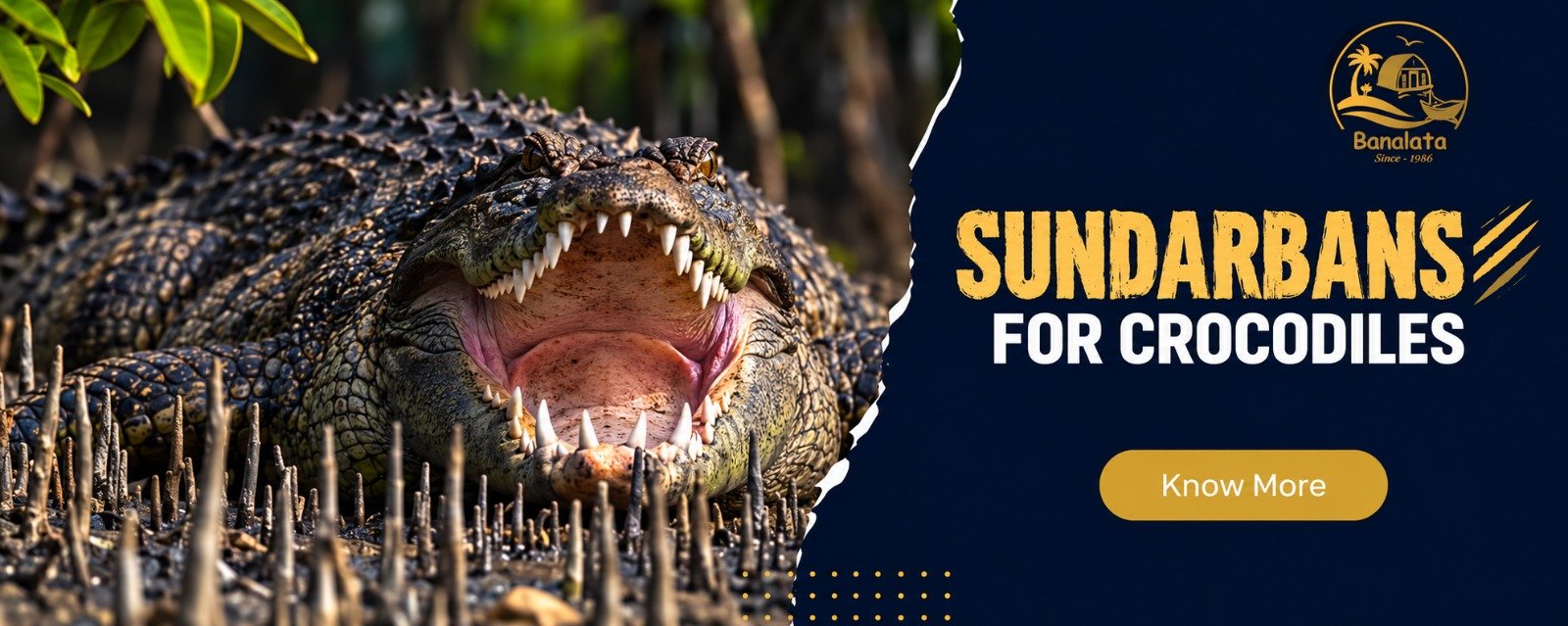 crocodiles-sundarban